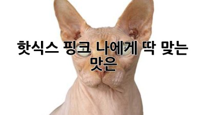 핫식스 핑크: 나에게 딱 맞는 맛은?