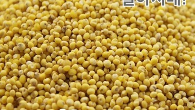 🍚 제주도 기장쌀 ✨ 햅쌀 할인! 꿀팁 후기